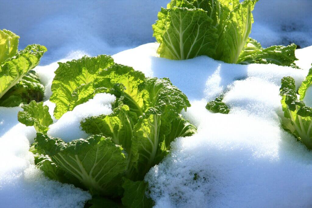 冬野菜の画像