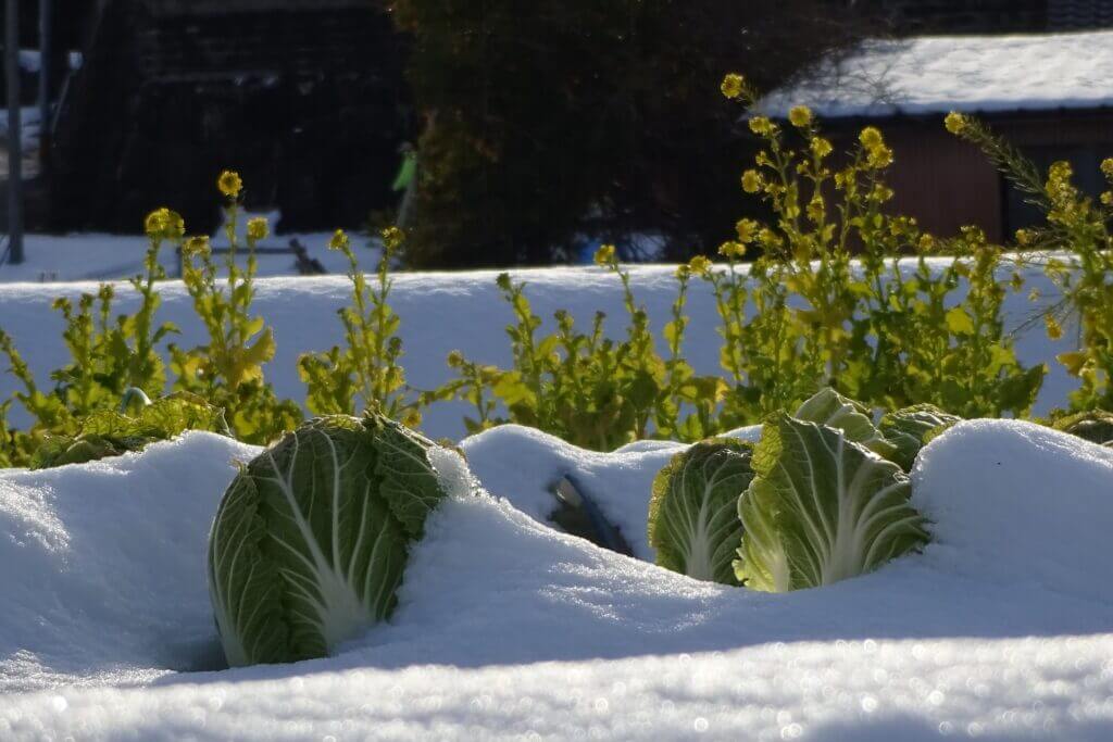 雪の中の白菜